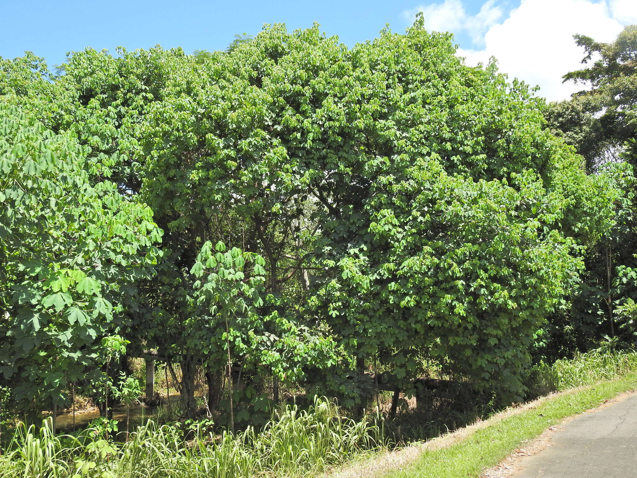 Image of ceara rubbertree