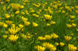 Image of field marigold