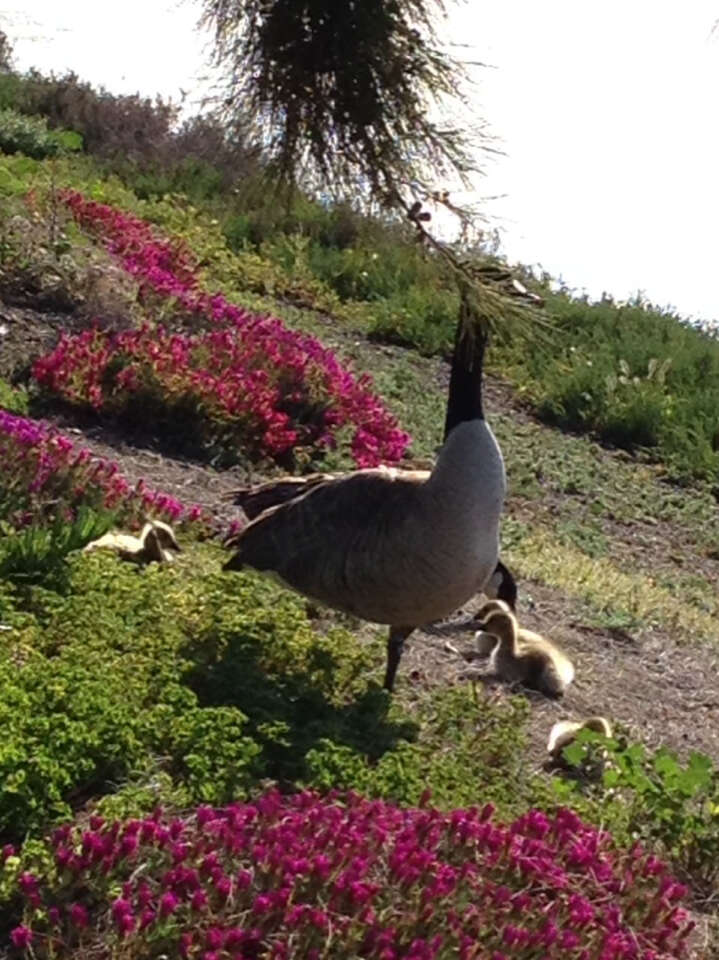 Image of Hawaiian goose