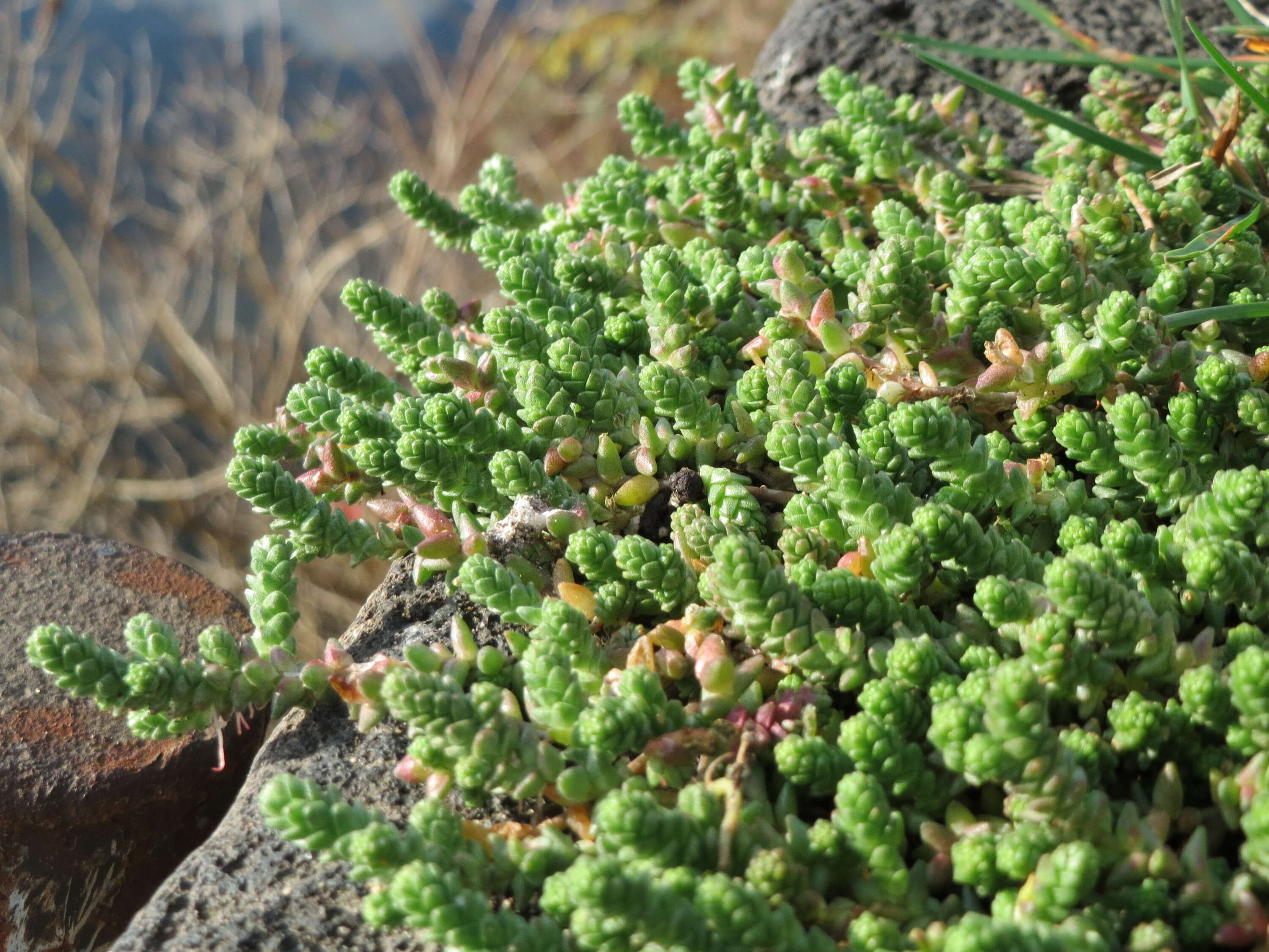 Image of Biting Stonecrop