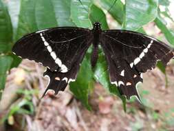 Слика од Papilio pelaus Fabricius 1775