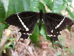 Image of Papilio pelaus Fabricius 1775