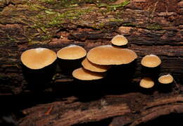 Image of Crepidotus nephrodes (Berk. & M. A. Curtis) Sacc. 1887