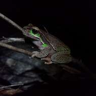 Image of Blue Mountains Tree Frog