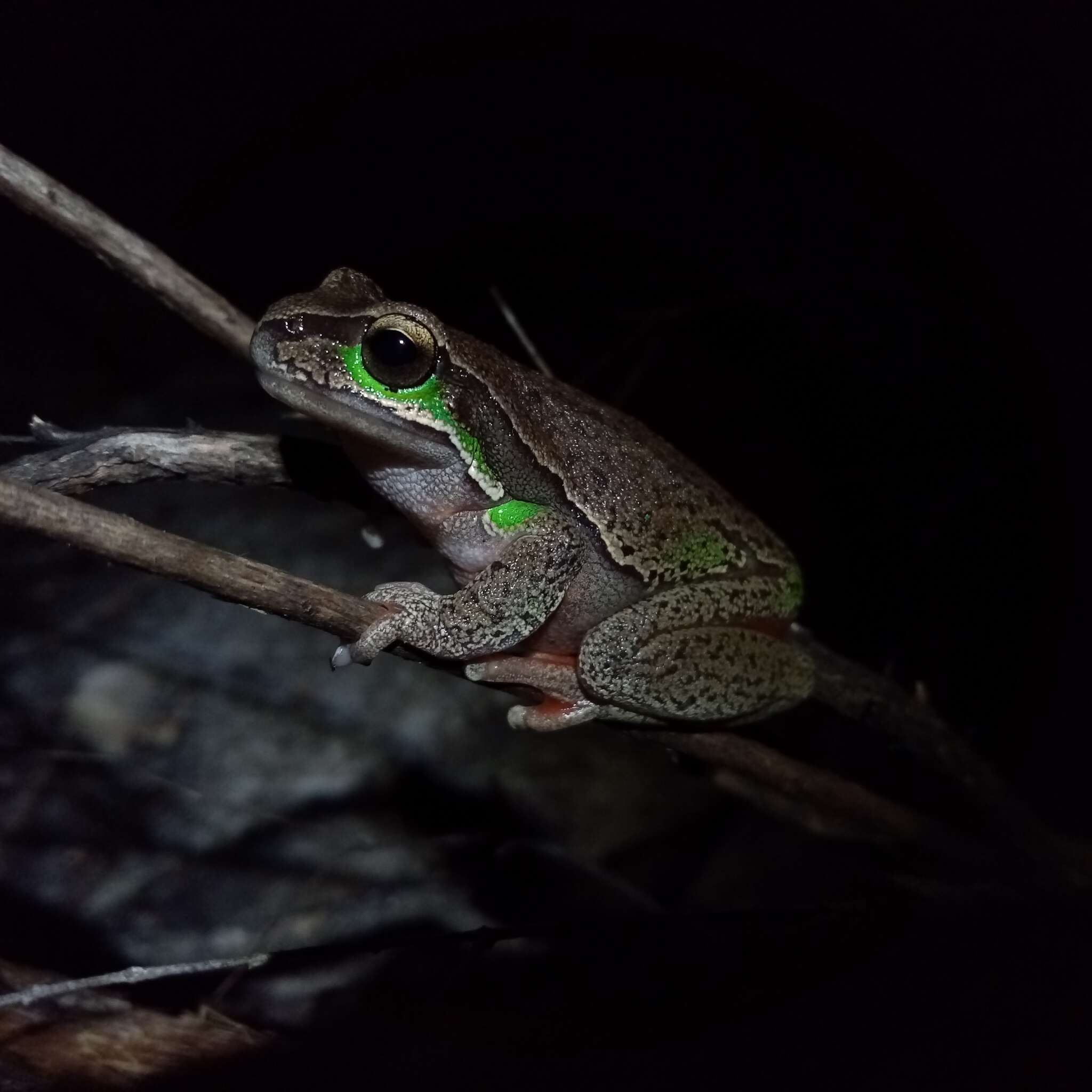 Image of Blue Mountains Tree Frog