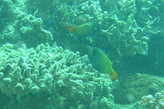 Image of Blackbar Filefish