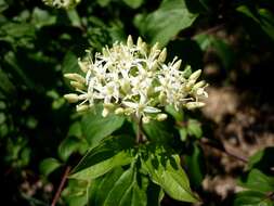 Imagem de Cornus sanguinea L.