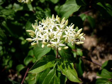 Image of bloodtwig dogwood