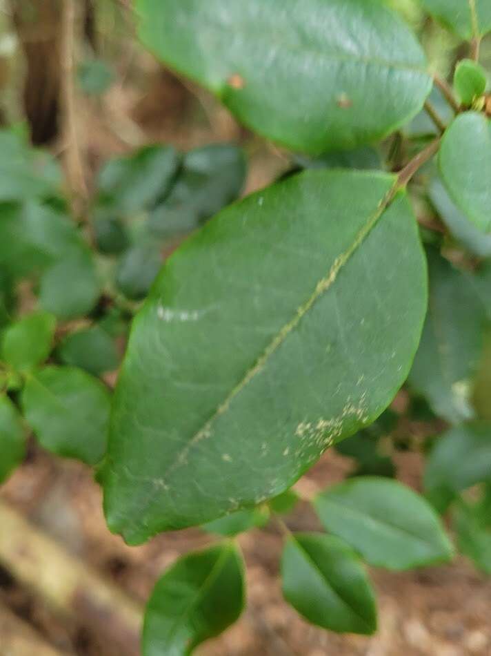 Imagem de Rhododendron ovatum (Lindl.) Planch. ex Maxim.