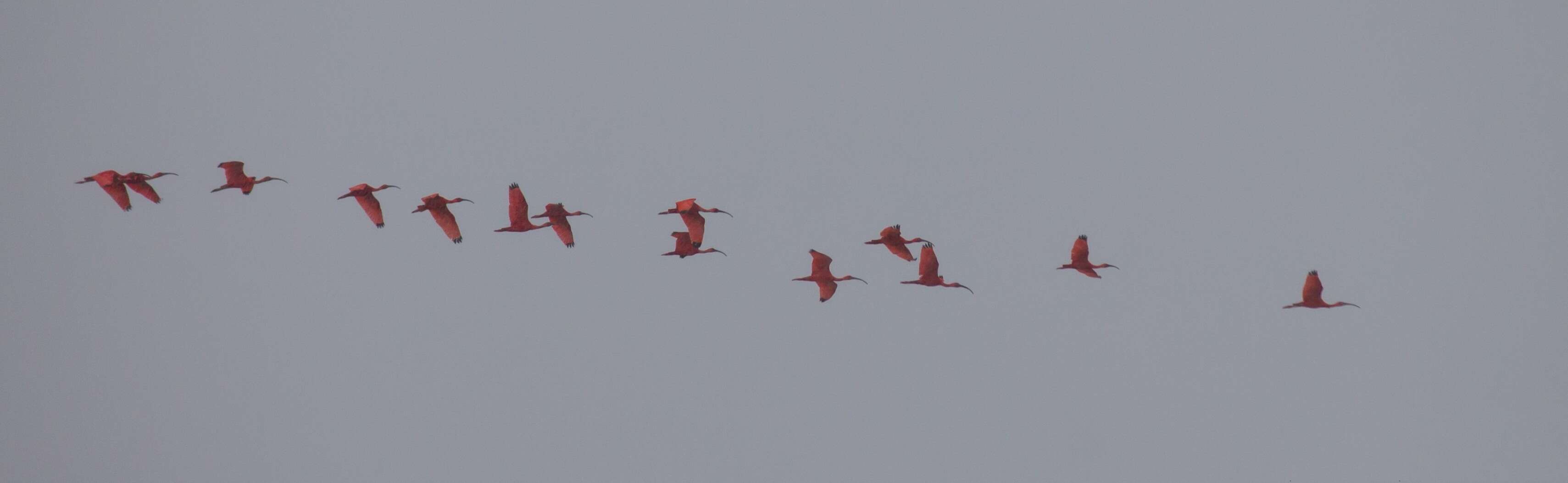 Image of Scarlet Ibis