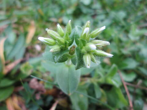 Image of sticky chickweed