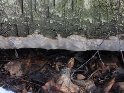 Phellinus laevigatus (P. Karst.) Bourdot & Galzin 1928的圖片