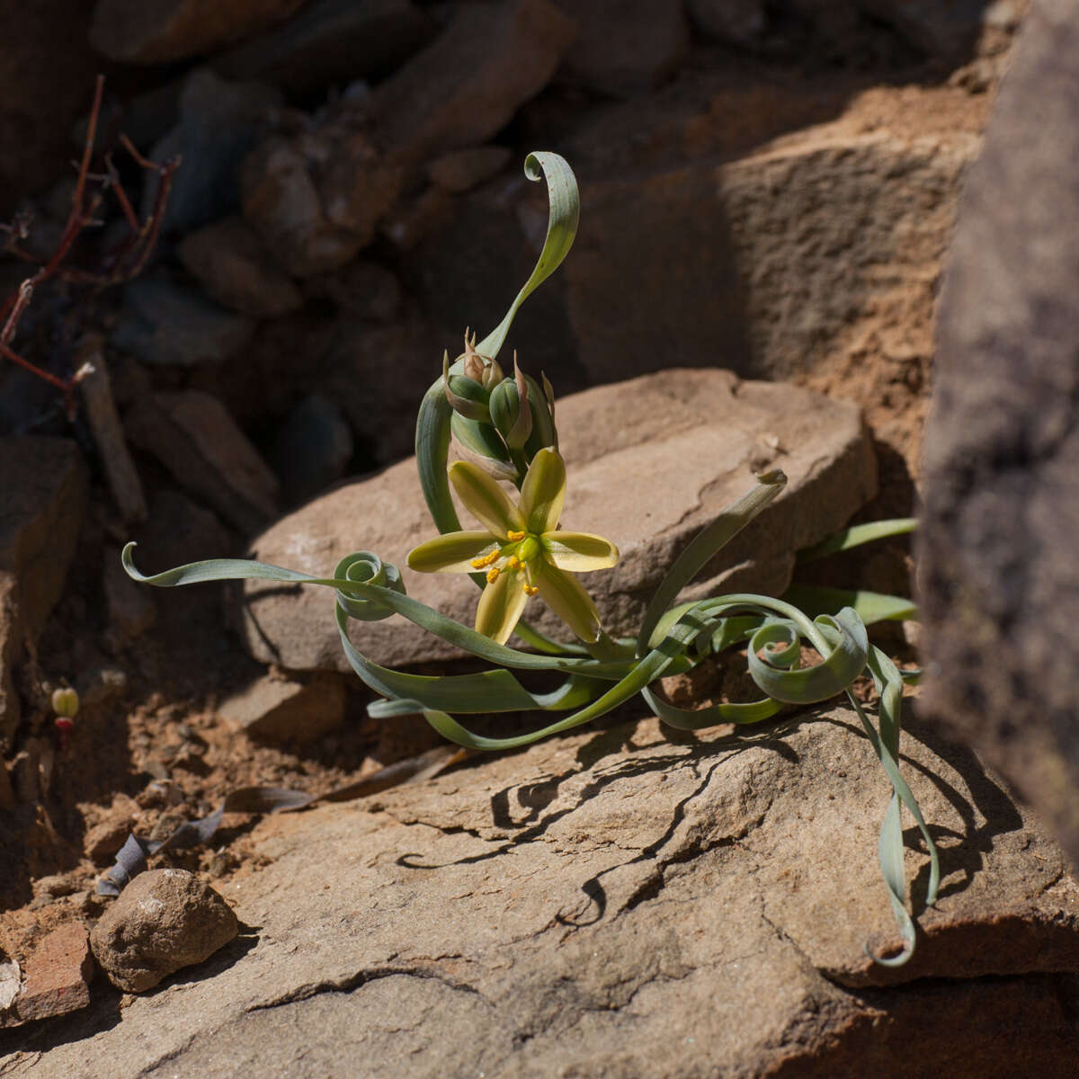 Image of Albuca concordiana Baker