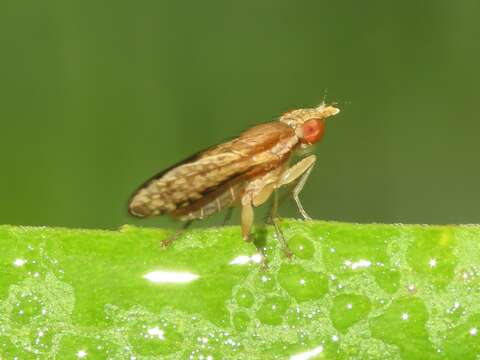 Image of Trypetoptera canadensis (Macquart 1843)