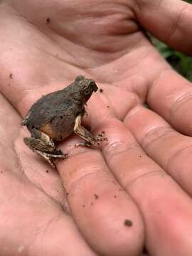 Image of Peters’ Dwarf Frog