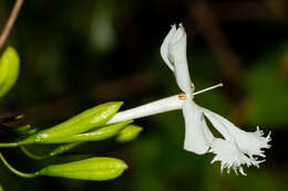 Image of Oxera neriifolia subsp. neriifolia