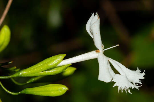 Image of Oxera neriifolia (Montrouz.) Beauvis.