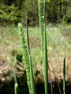 Image of Boehmer's cat's-tail