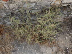 Image of Echium gaditanum Boiss.