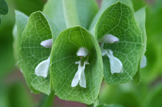 Image of shellflower