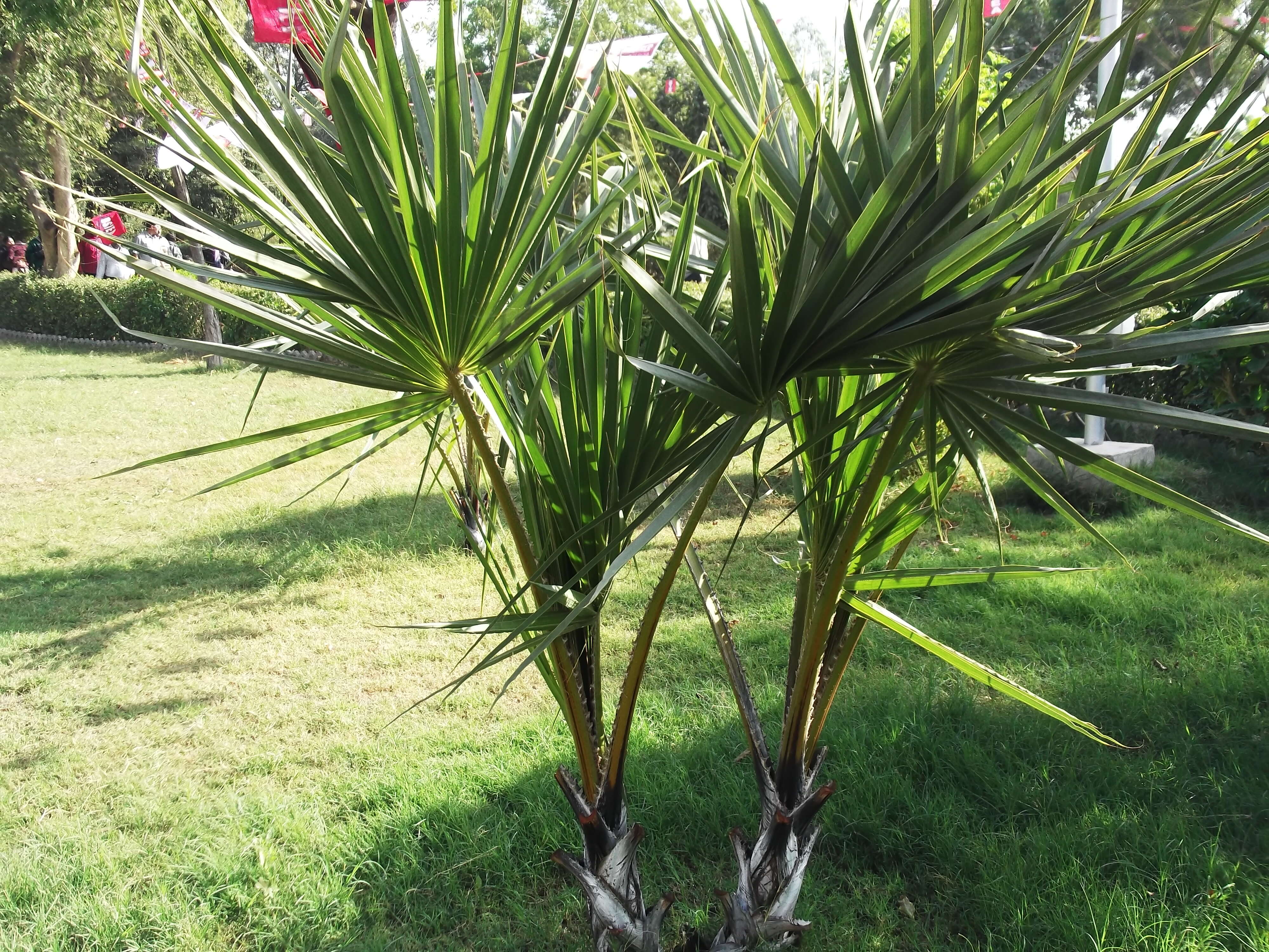 Image de Hyphaene dichotoma (J. White Dubl. ex Nimmo) Furtado