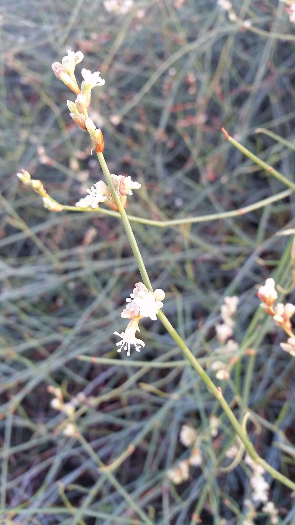 Image of Duma florulenta (Meisn.) T. M. Schust.