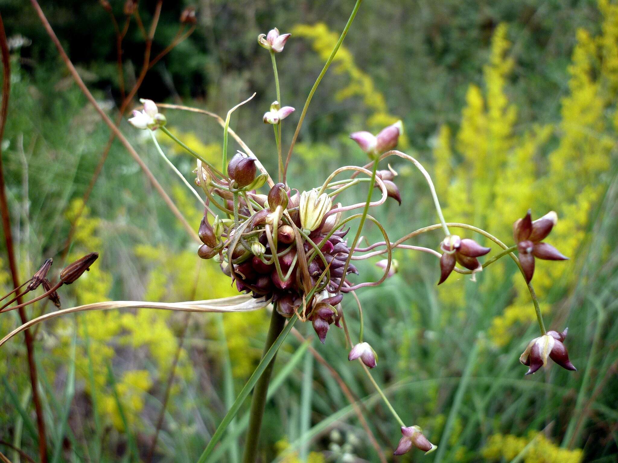 Image of field garlic