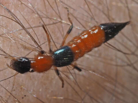 Image of Paederus (Harpopaederus) schoenherri Czwalina 1889