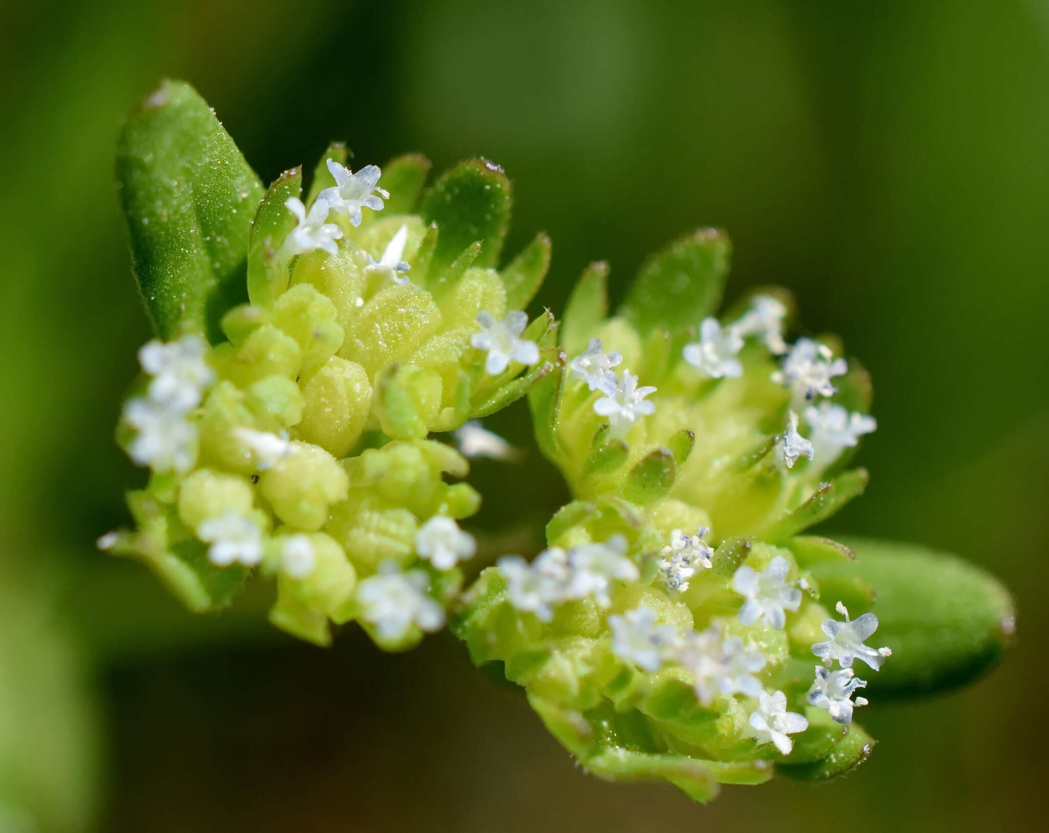 Image of European cornsalad