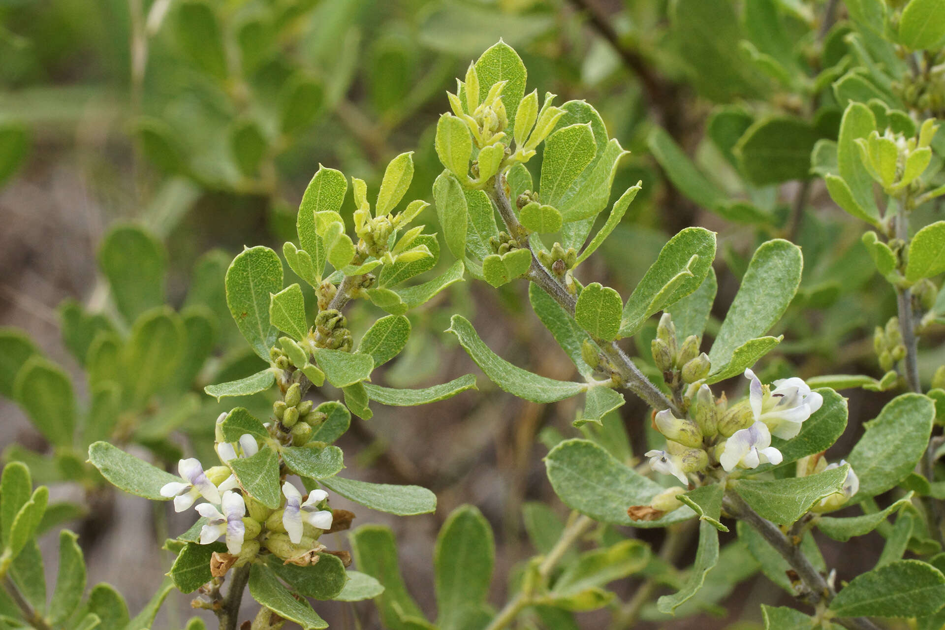 Image of Otholobium polystictum (Harv.) C. H. Stirt.