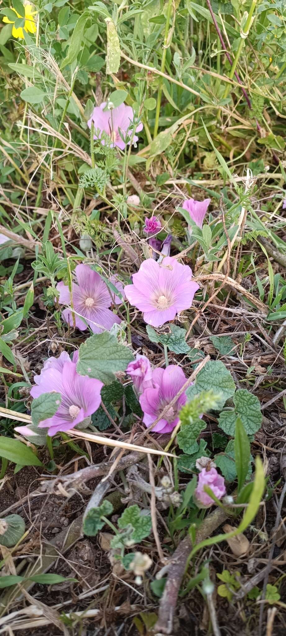 Image of Alcea acaulis (Cav.) Alef.