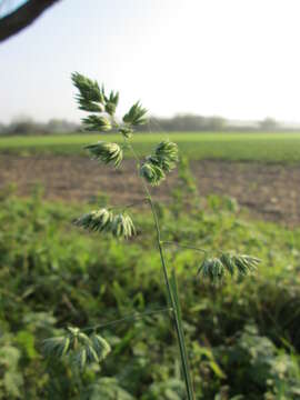 Image of Cocksfoot or Orchard Grass