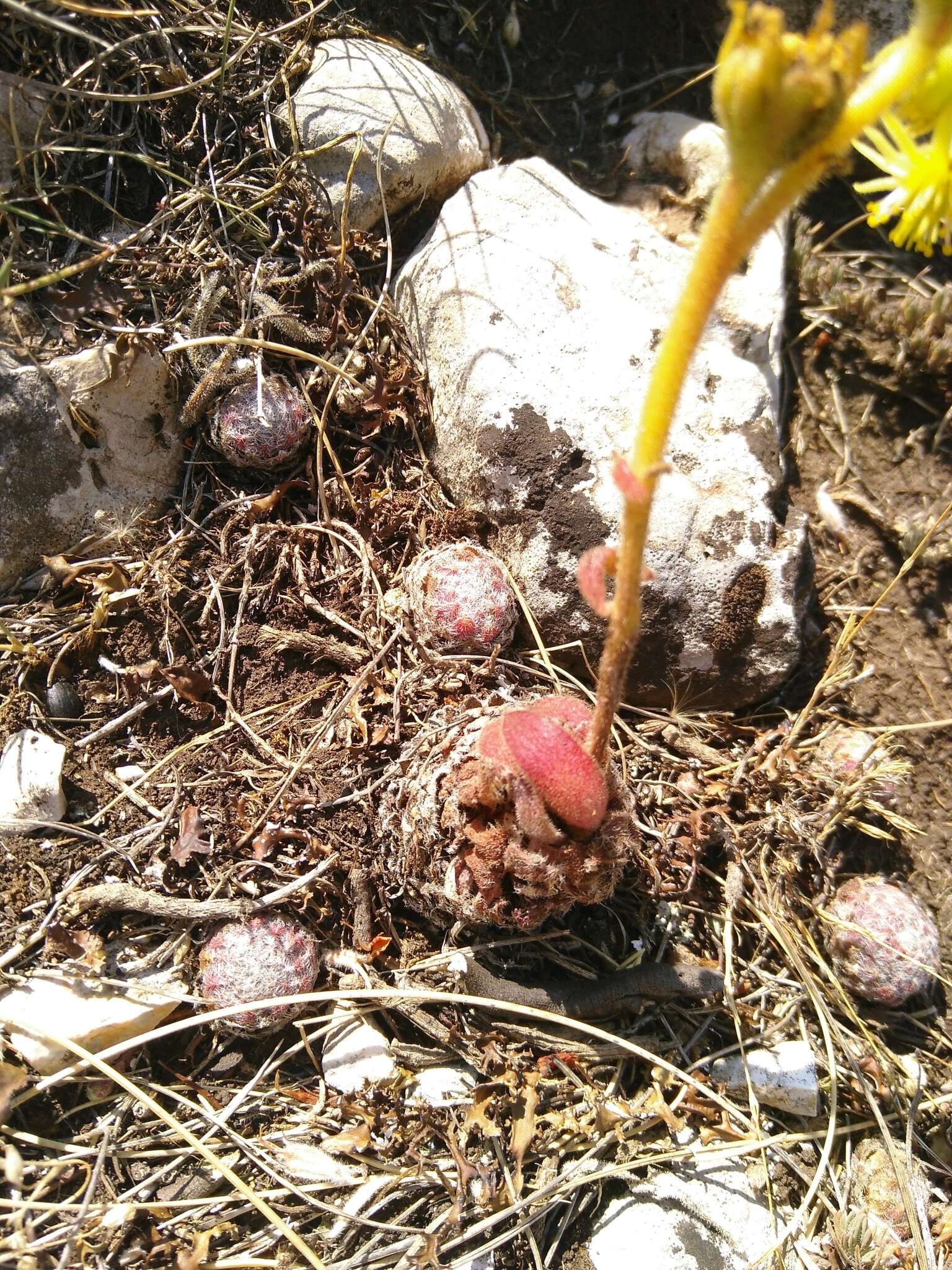 Image of Sempervivum ciliosum Craib