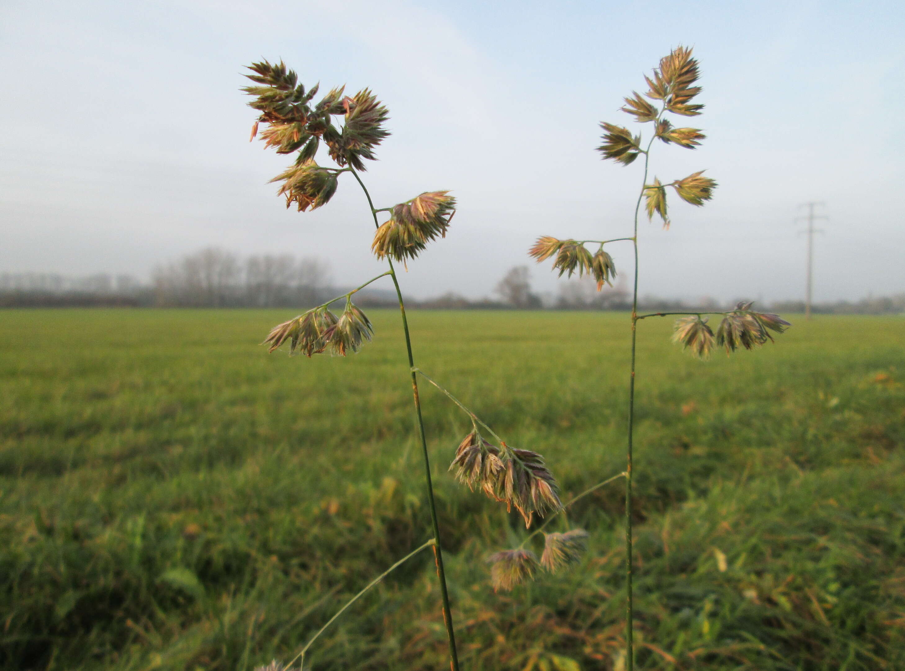 Image of Cocksfoot or Orchard Grass