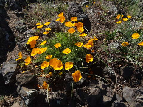 Image of tufted poppy