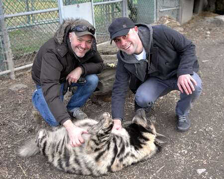 Image of Striped Hyena