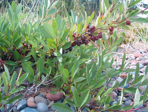 Imagem de Prunus pumila L.