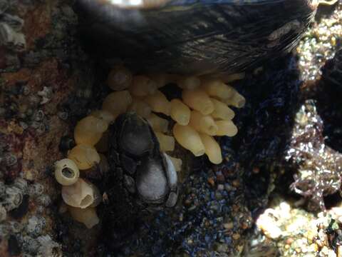 Image of Nucella ostrina (Gould 1852)