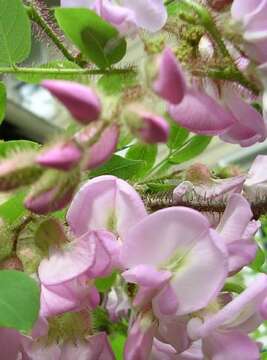 Image of Bristly Locust