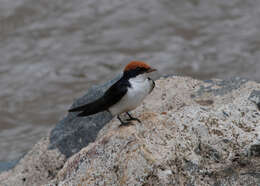 Hirundo smithii Leach 1818 resmi