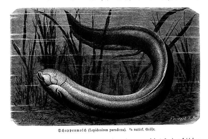 Image of South American lungfishes