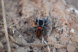 Image of Phidippus pompatus Edwards 2004