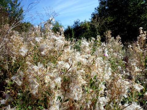 Слика од Epilobium hirsutum L.