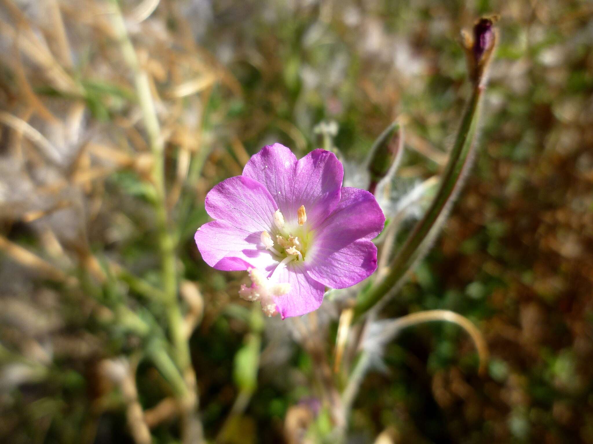 Image of Great Willowherb