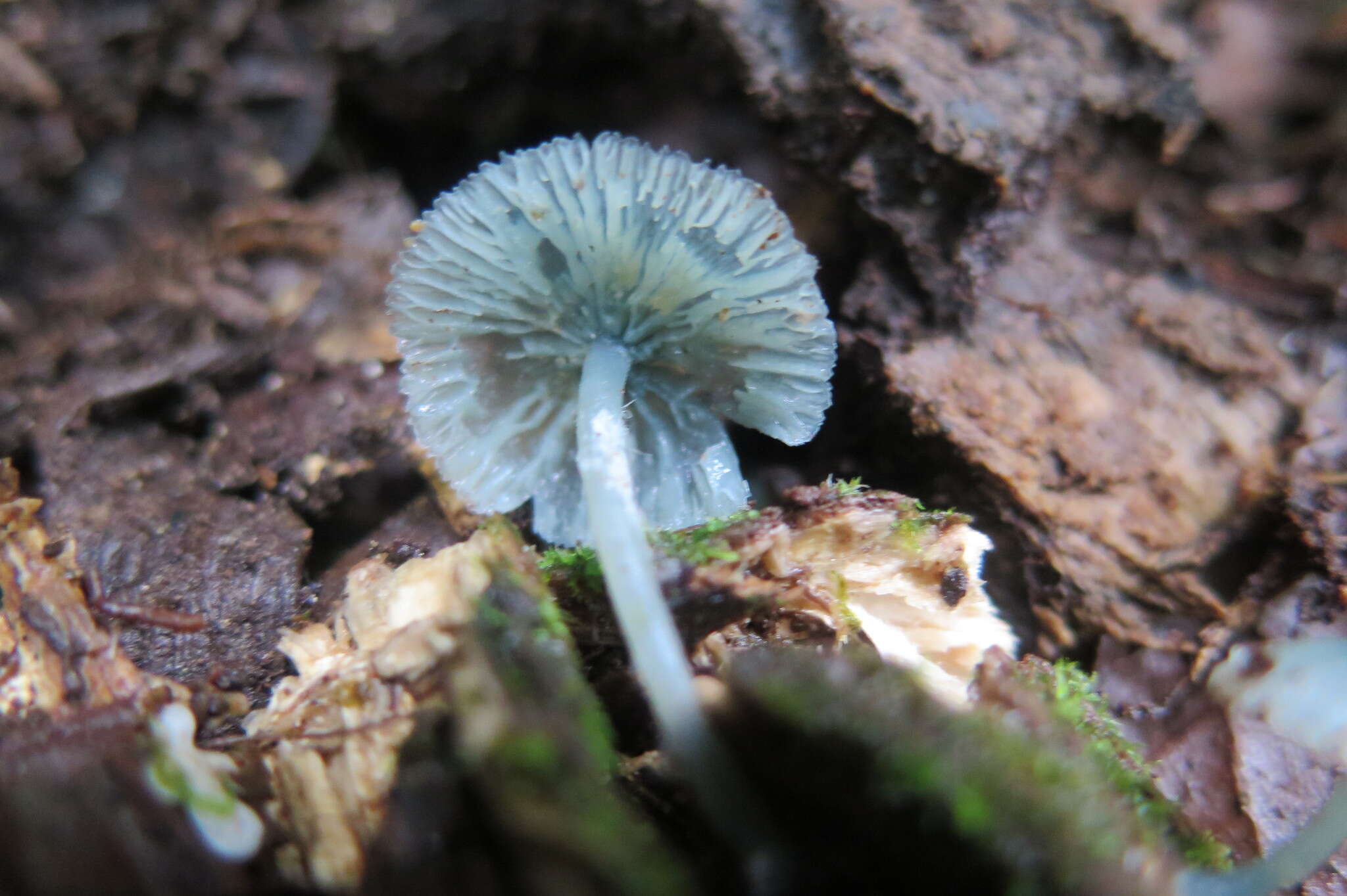 Clitocybula azurea Singer 1973 resmi