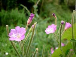 Слика од Epilobium hirsutum L.