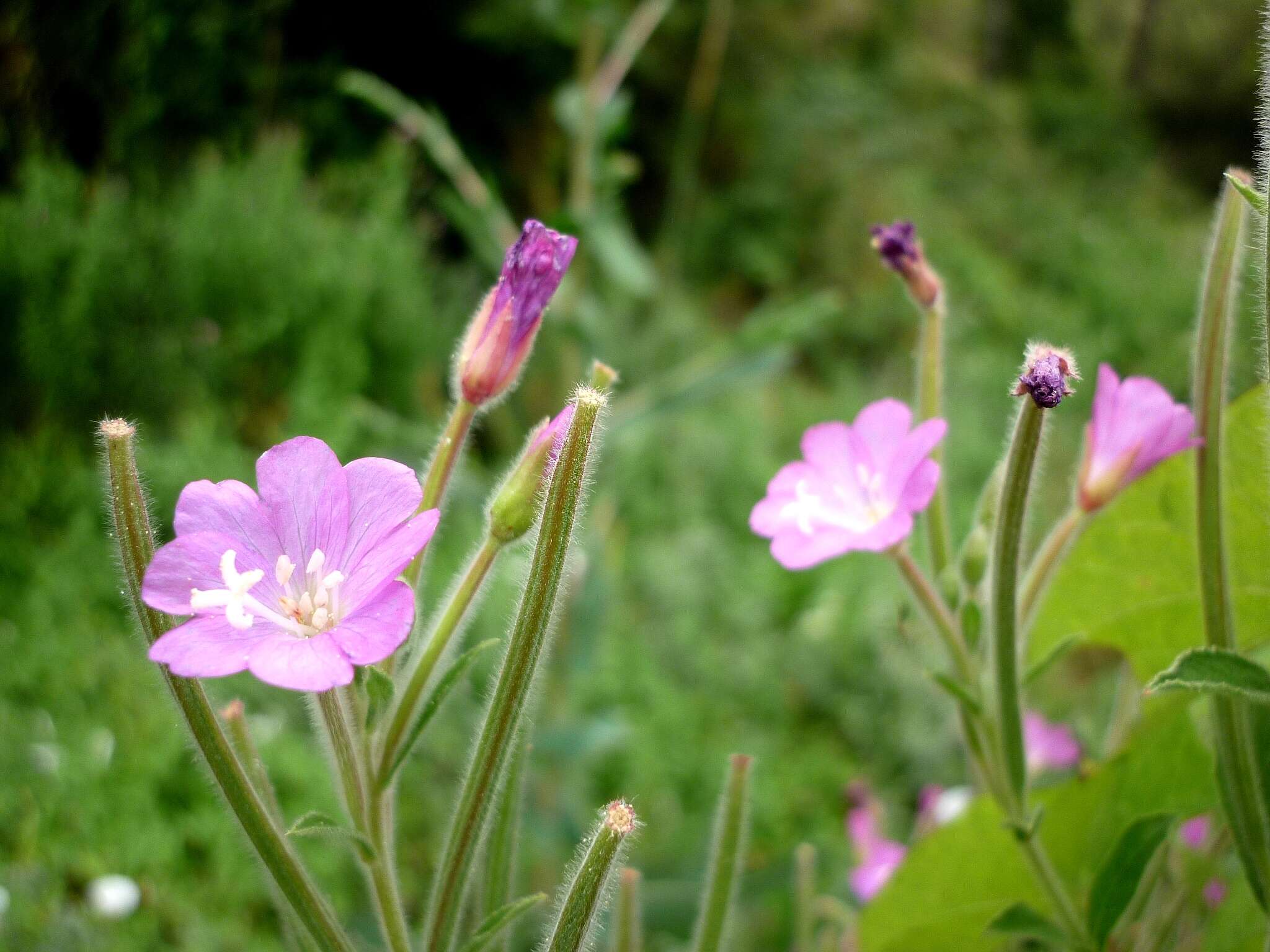 Слика од Epilobium hirsutum L.