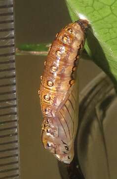 Image of Acraea petraea Boisduval 1847