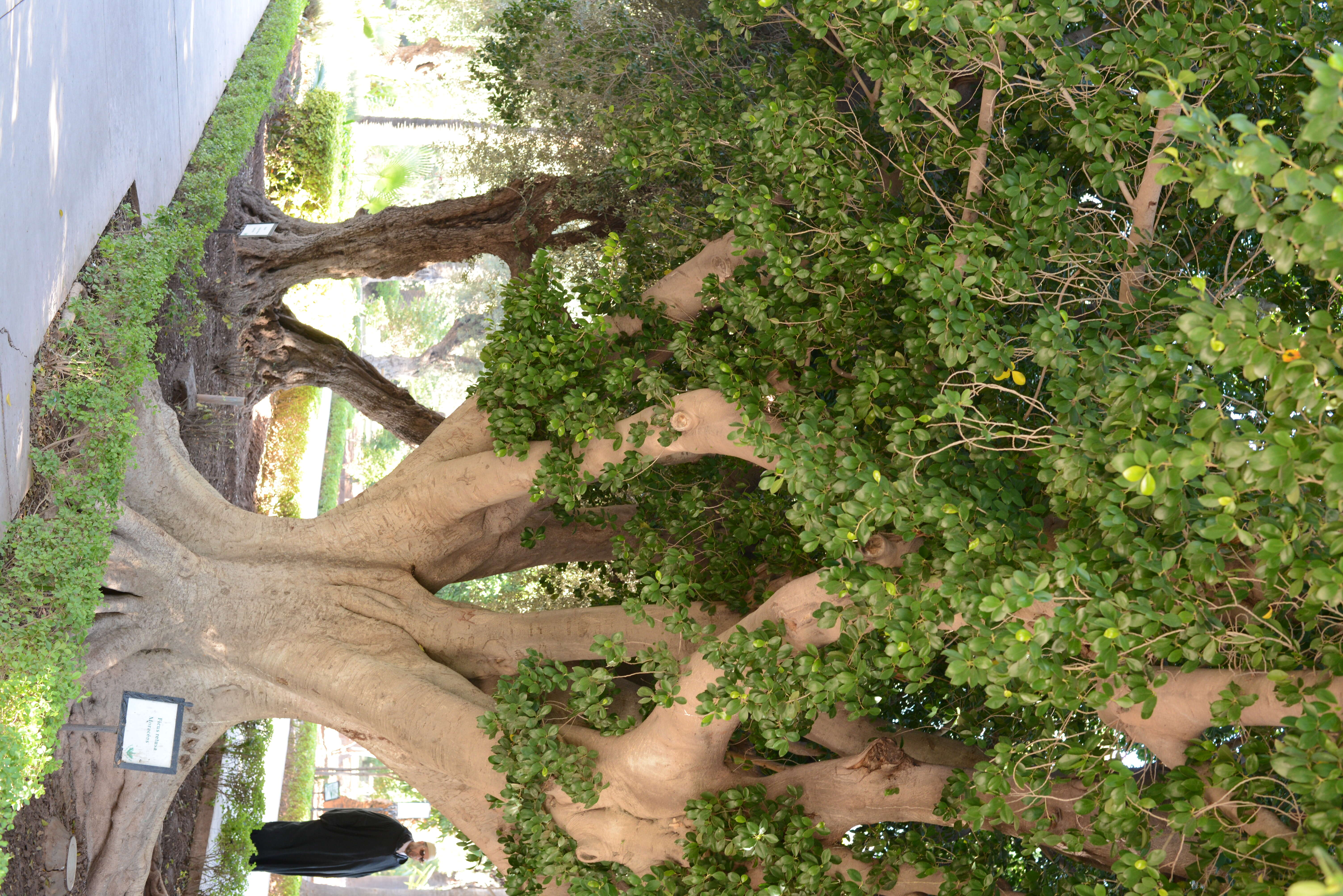 Image of Ficus retusa L.