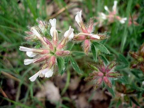 Image of hairy canary-clover